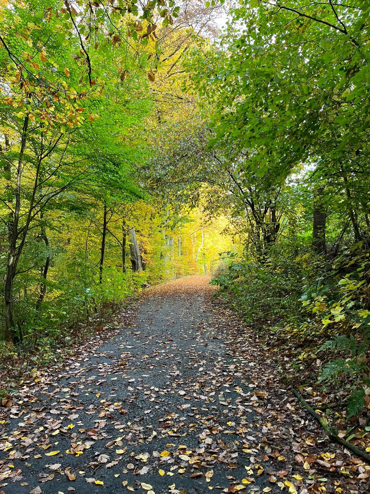 Waldweg im Herbstlaub